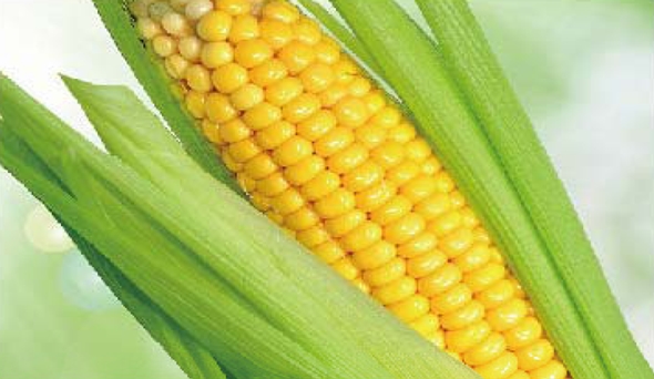 陶瓷膜應(yīng)用：生物、醫(yī)藥行業(yè)